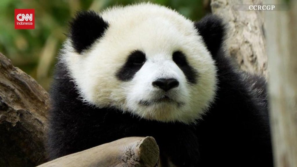 Melihat Dua Bayi Panda Menggemaskan di Konservasi China